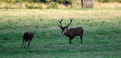 Brame au parc de Chambord.