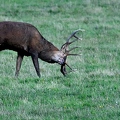 Brame au parc de Chambord.||<img src=_data/i/upload/2018/06/06/20180606175210-4265eab8-th.jpg>