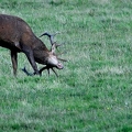 Brame au parc de Chambord.||<img src=_data/i/upload/2018/06/06/20180606175229-bb997f12-th.jpg>