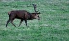 Brame au parc de Chambord.