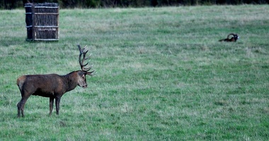 Brame au parc de Chambord.