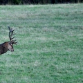 Brame au parc de Chambord.||<img src=_data/i/upload/2018/06/06/20180606175249-46b0e981-th.jpg>