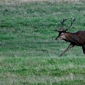 Brame au parc de Chambord.||<img src=_data/i/upload/2018/06/06/20180606175306-c84c7605-th.jpg>