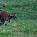 Brame au parc de Chambord.||<img src=_data/i/upload/2018/06/06/20180606175314-e31655ba-th.jpg>