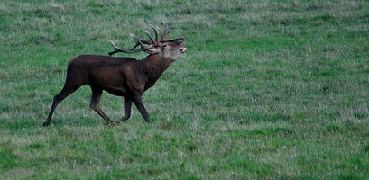 Brame au parc de Chambord.