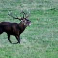 Brame au parc de Chambord.||<img src=_data/i/upload/2018/06/06/20180606175403-0e543b77-th.jpg>