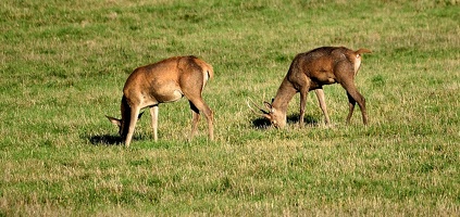 Brame au parc de Chambord.