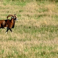 Brame au parc de Chambord.||<img src=_data/i/upload/2018/06/06/20180606175500-af5ebcbd-th.jpg>