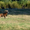 Brame au parc de Chambord.||<img src=_data/i/upload/2018/06/06/20180606175525-22cfbce8-th.jpg>