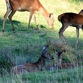 Brame au parc de Chambord.||<img src=_data/i/upload/2018/06/06/20180606175553-bb1f6d21-th.jpg>