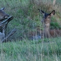 Brame au parc de Chambord.||<img src=_data/i/upload/2018/06/06/20180606175559-17e39b88-th.jpg>