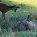 Brame au parc de Chambord.||<img src=_data/i/upload/2018/06/06/20180606175631-2db9a064-th.jpg>