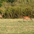 Brame au parc de Chambord.||<img src=_data/i/upload/2018/06/06/20180606175647-5e2622c2-th.jpg>