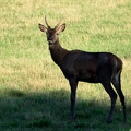 Brame au parc de Chambord.||<img src=_data/i/upload/2018/06/06/20180606175723-25785b0c-th.jpg>