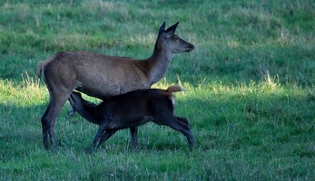 Brame au parc de Chambord.