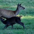 Brame au parc de Chambord.||<img src=_data/i/upload/2018/06/06/20180606175824-e4644e12-th.jpg>