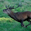 Brame au parc de Chambord.||<img src=_data/i/upload/2018/06/06/20180606175924-b09bd4e9-th.jpg>