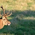 Brame au parc de Chambord.||<img src=_data/i/upload/2018/06/06/20180606175946-8e2da326-th.jpg>