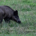 Brame au parc de Chambord.||<img src=_data/i/upload/2018/06/06/20180606180059-9bc33dbc-th.jpg>