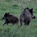 Brame au parc de Chambord.||<img src=_data/i/upload/2018/06/06/20180606180108-d24e6301-th.jpg>