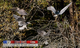 Bihoreau gris