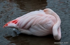 Album Flamant rose.