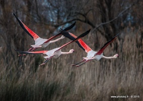 Flamant rose