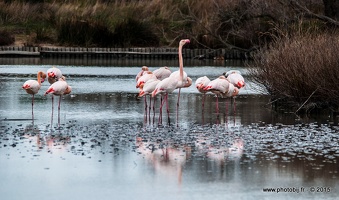 Flamant rose