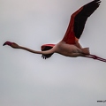 Flamant rose||<img src=_data/i/upload/2018/07/01/20180701193920-ccccd392-th.jpg>