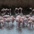 Flamant rose||<img src=_data/i/upload/2018/07/01/20180701193925-582c54b2-th.jpg>