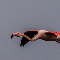 Flamant rose||<img src=_data/i/upload/2018/07/01/20180701193941-db8d6673-th.jpg>