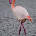 Flamant rose||<img src=_data/i/upload/2018/07/01/20180701193950-4c9b03e4-th.jpg>