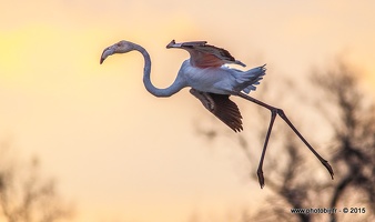 Flamant rose