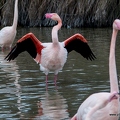 Flamant rose||<img src=_data/i/upload/2018/07/01/20180701194036-ea0ed5bc-th.jpg>