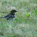 Ce Oiseau a besoin d'un nom. vous avez une idée? donnez-là en commentaire ci-dessous, merci!||<img src=_data/i/upload/2018/07/02/20180702112710-f1c3a52c-th.jpg>