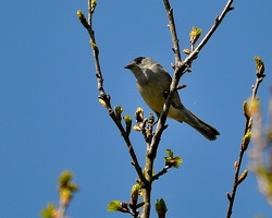 Ce Oiseau a besoin d'un nom. vous avez une idée? donnez-là en commentaire ci-dessous, merci!