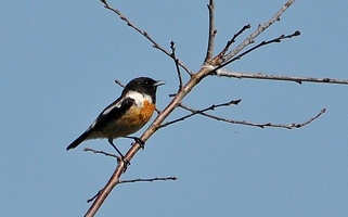 Ce Oiseau a besoin d'un nom. vous avez une idée? donnez-là en commentaire ci-dessous, merci!