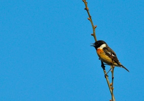 Ce Oiseau a besoin d'un nom. vous avez une idée? donnez-là en commentaire ci-dessous, merci!