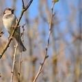 Ce Oiseau a besoin d'un nom. vous avez une idée? donnez-là en commentaire ci-dessous, merci!||<img src=_data/i/upload/2018/07/02/20180702112833-6f3ca955-th.jpg>