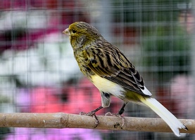 Ce Oiseau a besoin d'un nom. vous avez une idée? donnez-là en commentaire ci-dessous, merci!