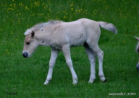  Poulain.