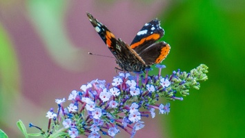 Vanessa atalanta (Le vulcain) (10)