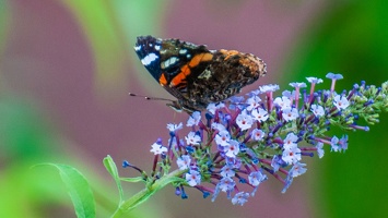 Vanessa atalanta (Le vulcain) (3)