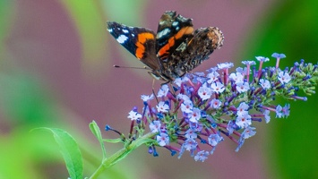 Vanessa atalanta (Le vulcain) (4)