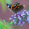 Vanessa atalanta (Le vulcain) (4)||<img src=_data/i/upload/2018/07/19/20180719144001-d028e3d3-th.jpg>