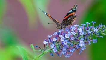 Vanessa atalanta (Le vulcain) (5)