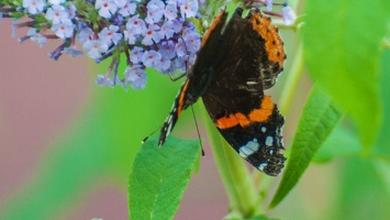 Vanessa atalanta (Le vulcain) (7)