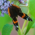 Vanessa atalanta (Le vulcain) (9)||<img src=_data/i/upload/2018/07/19/20180719144012-2752dfef-th.jpg>