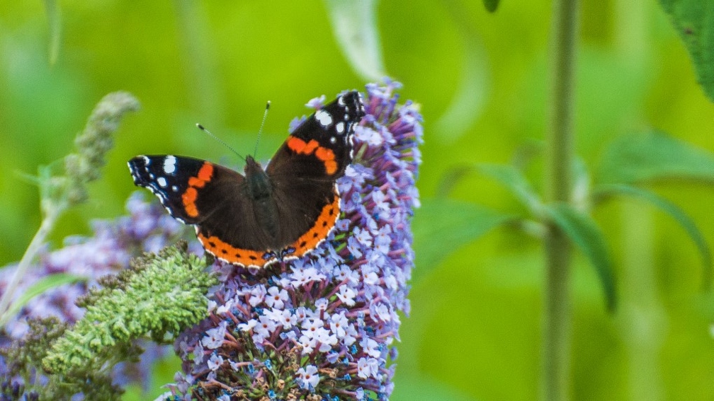 Vanessa atalanta(Vulcain) (1).jpg