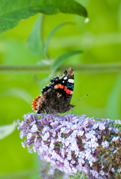 Vanessa atalanta(Vulcain) (2).jpg